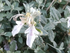 Teucrium fruticans