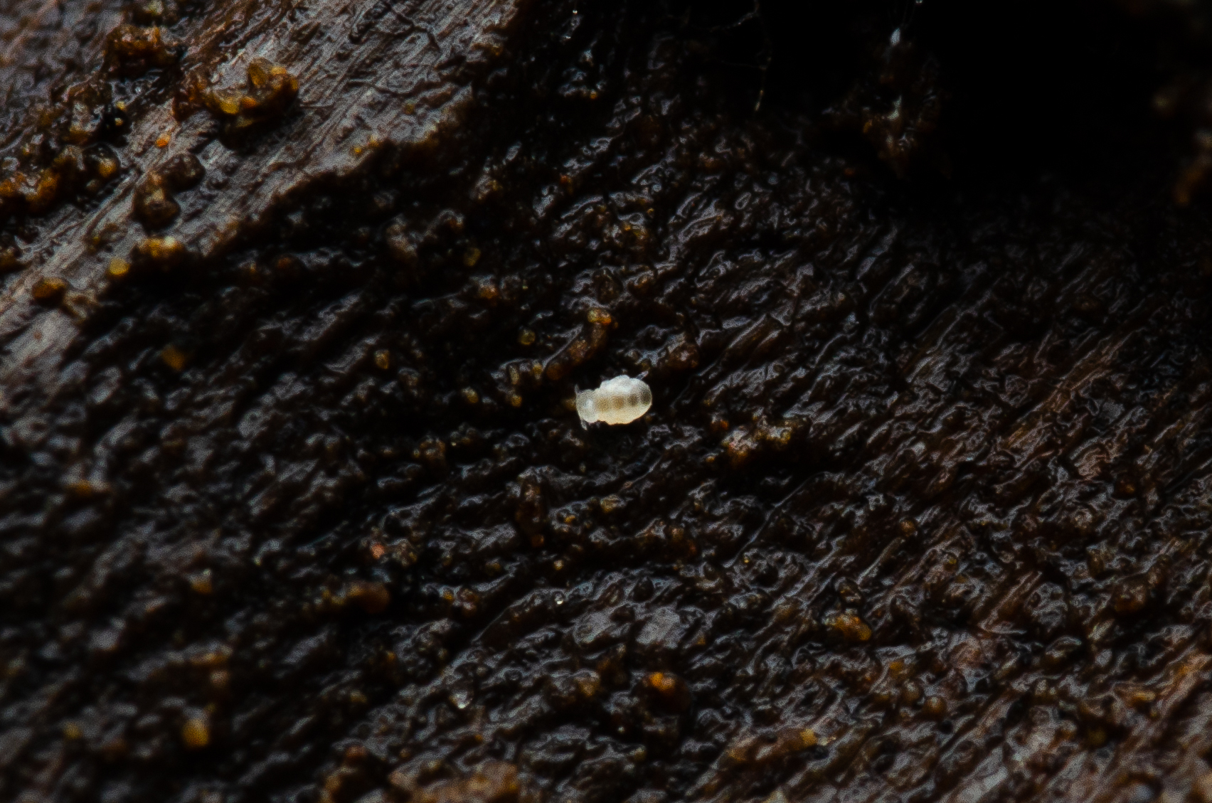 Megalothorax minimus V.Willem, 1900