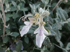 Teucrium fruticans