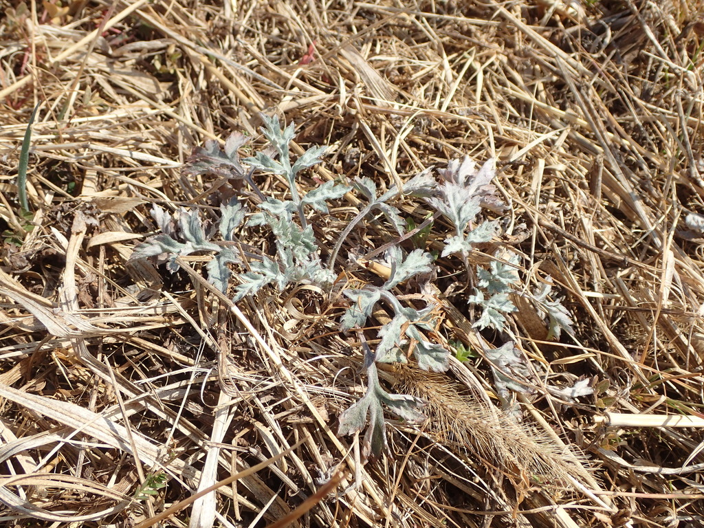 フチグロトゲエダシャクの食草のひとつ、ヨモギ