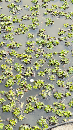 common water hyacinth