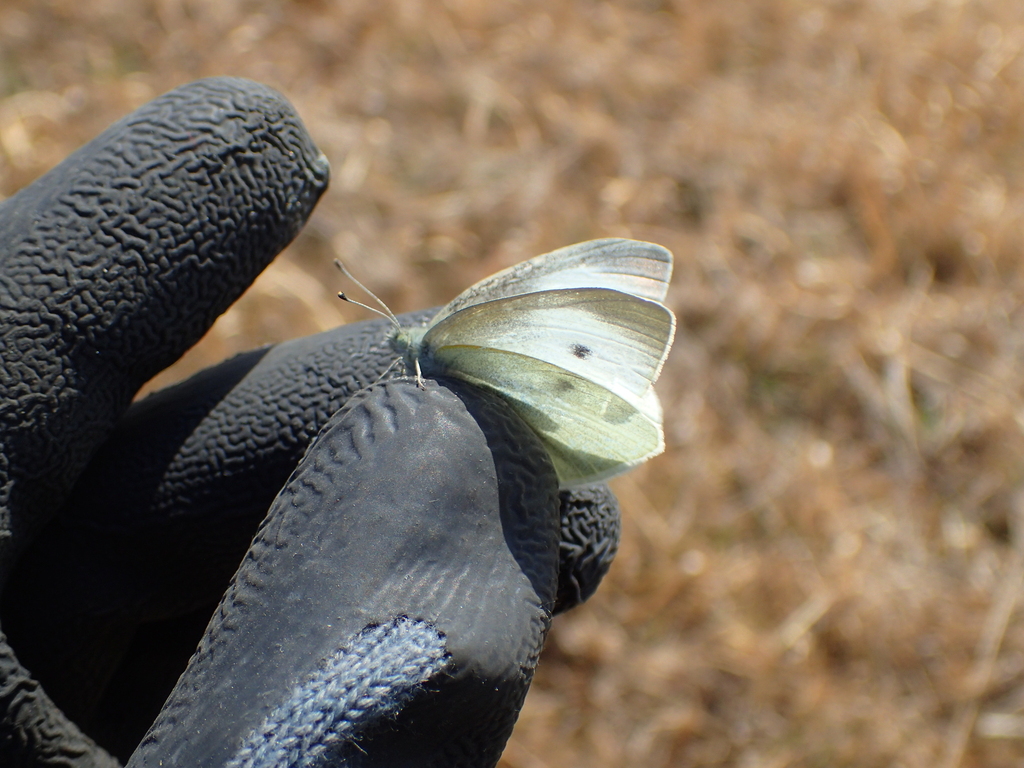 モンシロチョウ