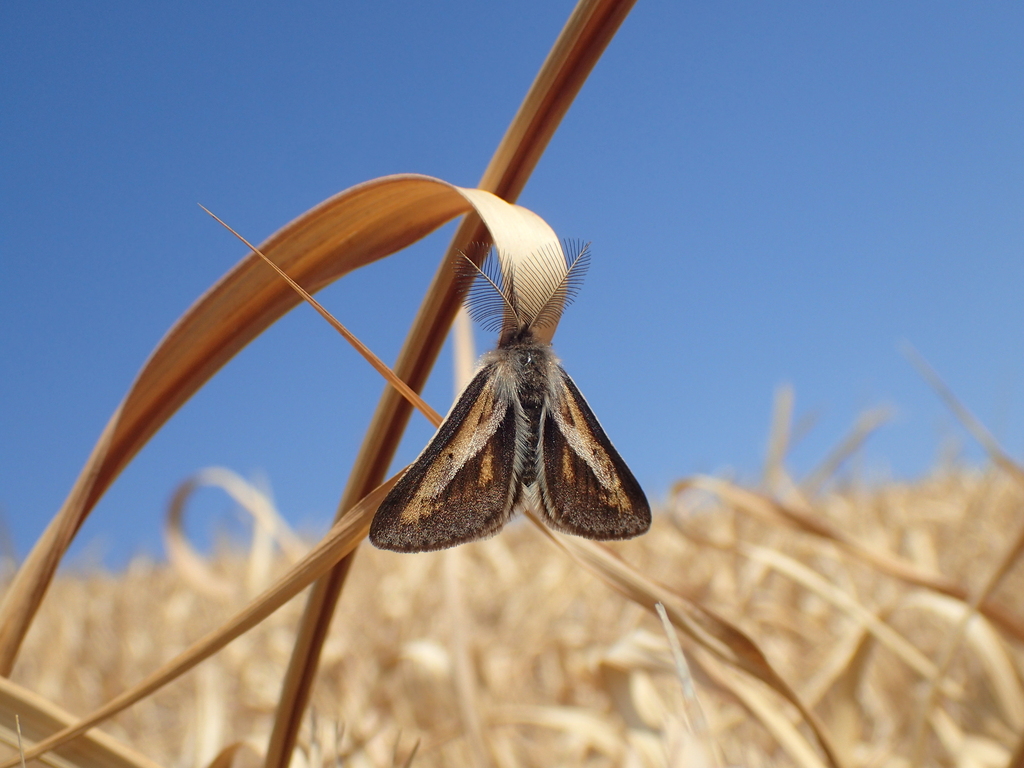 フチグロトゲエダシャク成虫のオス