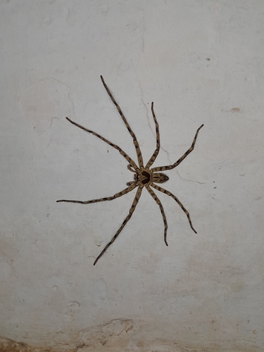 Pantropical Huntsman Spider