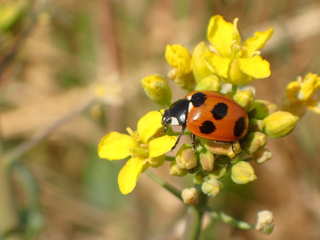 ナナホシテントウ