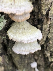 Schizophyllum commune