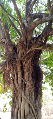 Tracheophyta