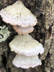 Schizophyllum commune
