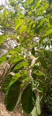 Angiospermae