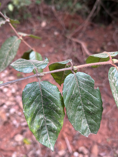 Keetia gueinzii