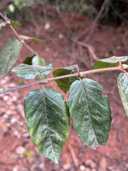 Keetia gueinzii