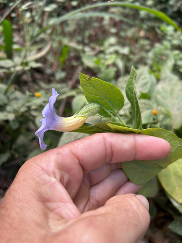 Thunbergia natalensis, photograph 2