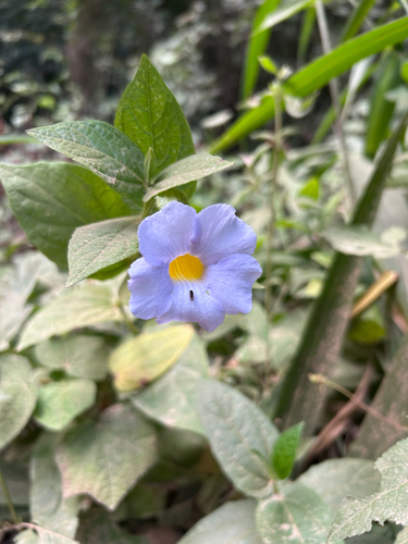 Thunbergia natalensis, photograph 3
