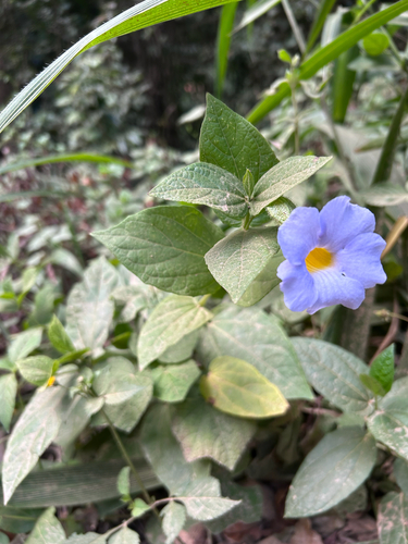 Bluebell Clockvine (Thunbergia natalensis)