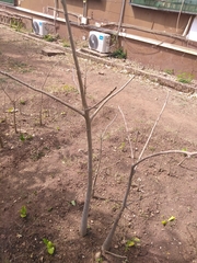 Angiospermae