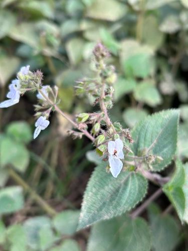 Citronella Spurflower (Equilabium laxiflorum)