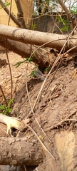 Anisoptera