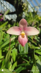 Phragmipedium