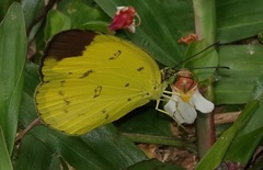 Eurema sari