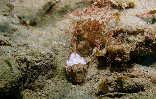 Pit-head sculpin (Icelinus cavifrons) — Cottidae