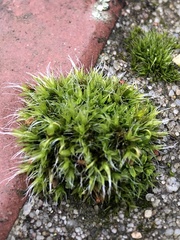 Grimmia pulvinata