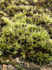 Grimmia pulvinata