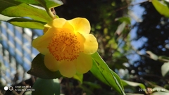 Camellia petelotii