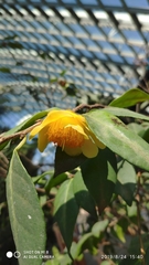 Camellia petelotii