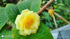 Camellia petelotii
