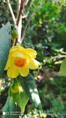 Camellia petelotii