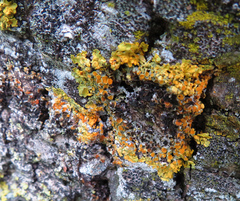 Xanthoriicola physciae