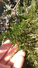 Selaginella corallina