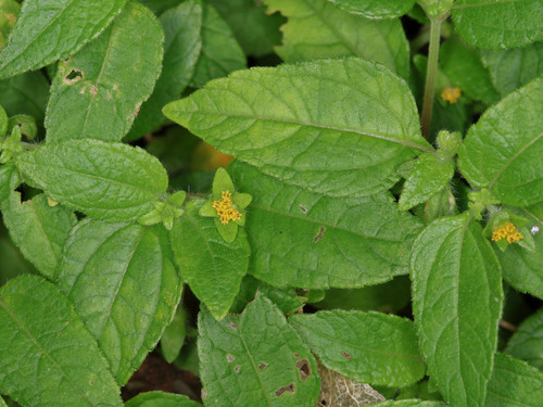 Ogiera (Eleutheranthera ruderalis)