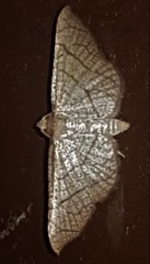Hypolamprus ypsilon