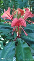Hedychium greenii