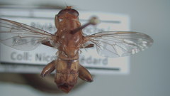 Hammerschmidtia