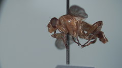 Hammerschmidtia