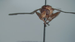 Hammerschmidtia