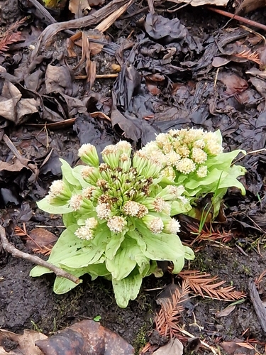 Fuki (Petasites japonicus)