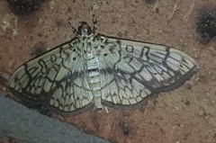 Haritalodes