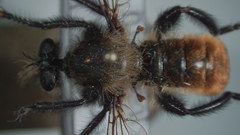 Laphria janus