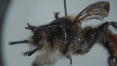 Laphria janus