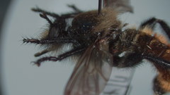 Laphria janus