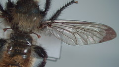 Laphria janus