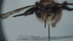 Laphria janus