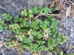 Apium prostratum filiforme