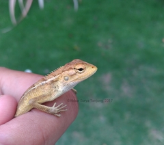 Calotes versicolor