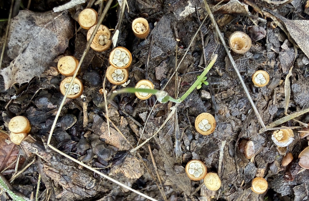 Crucibulum laeve · February 2026 · photo: © hllrnnr (iNaturalist, cc0)