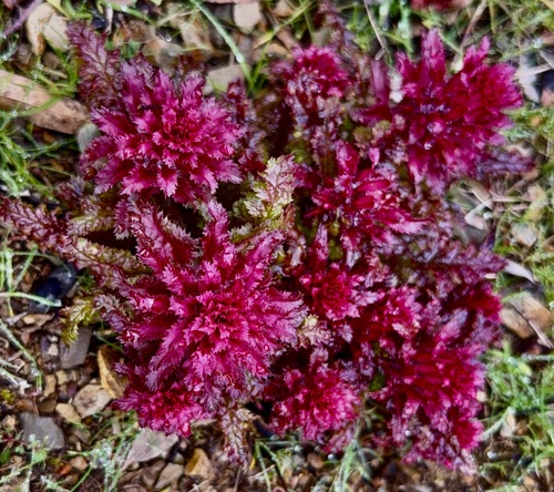 Warrior's Plume