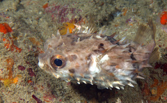 Cyclichthys orbicularis